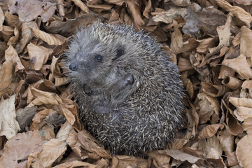 hedgehog portrait while laying on leaves
