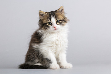 portrait of a small fluffy kitten looking up on a gray studio background