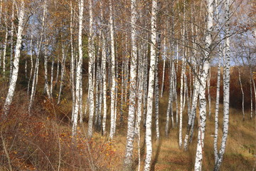 Fototapeta premium beautiful scene in yellow autumn birch forest in october with fallen yellow autumn leaves