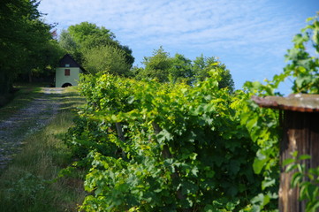 Weinanbau neben Wanderhütte