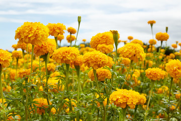 Obraz premium Beautiful Marigold flowers