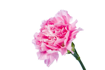 carnation flower isolated on white background