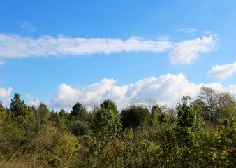 The white clouds in the blue sky over top of the treetops.