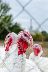Turkeys from behind a metal fence on the farm