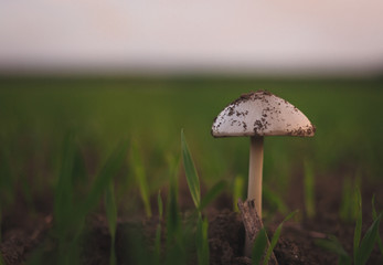 mushroom