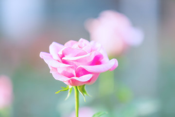 Beautiful pink roses.