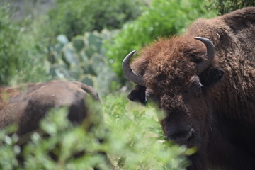 Bison Photography