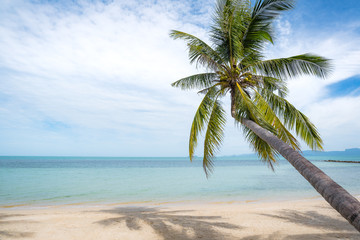 Naklejka na ściany i meble Coconut trees stretch into the sea