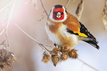 goldfinch bird with a red mask