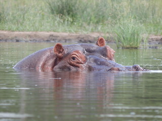 Fototapeta premium South African wildlife