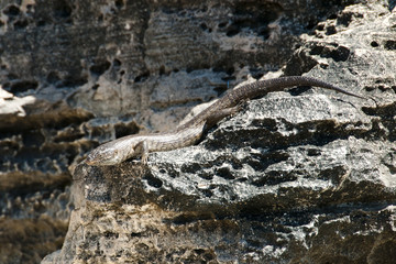 King's Skink Lizard - Rottnest Island - Australia
