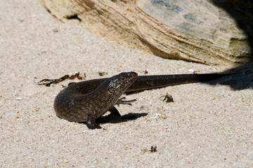King's Skink Lizard - Rottnest Island - Australia