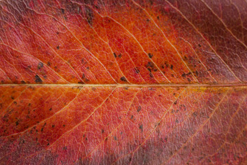 Fototapeta na wymiar Dry autumn leaf of pear- close up view