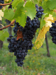 Weintrauben