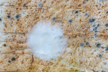 white spores and mold green growing on rotten food slices bread 
