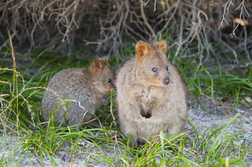 Quokkas - Rottnest Island - Australia