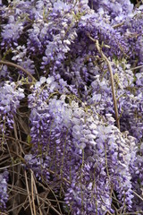 Wisteria