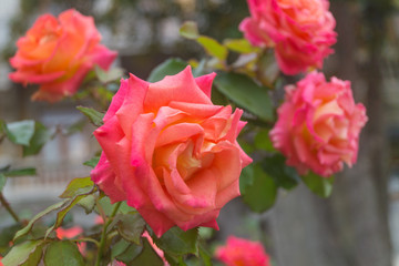 Pink orange roses grow in the garden on a nasty day