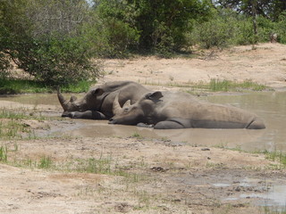 South African wildlife