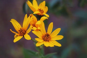 autumn flowers on a blurred background
