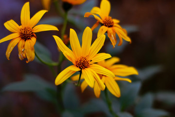 autumn flowers on a blurred background