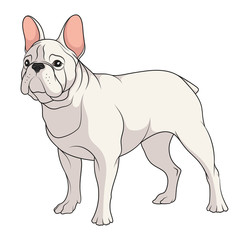 Color illustration of a French Bulldog. Isolated vector object on white background.