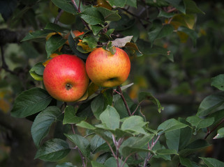 Bunte Äpfel