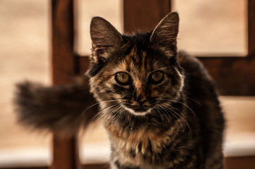 Obraz premium Kitten full of colors