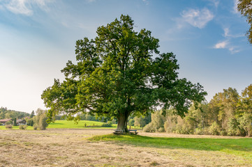 Fototapeta na wymiar large oak tree