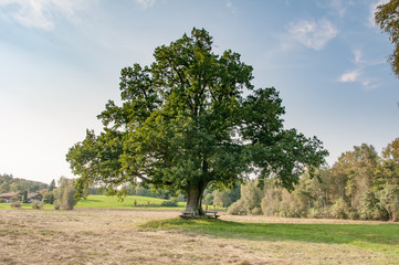 Fototapeta na wymiar large oak tree