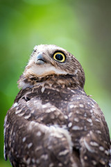 Burrowing Owl