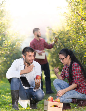 Agronomit and farmers in apple orchard