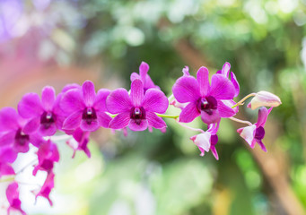 Fototapeta na wymiar close up pink orchids tropical flowers blooming growth in garden selective focus