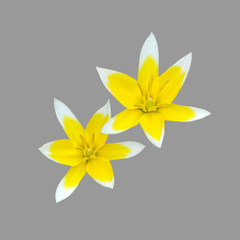 Tulipa Tarda, Yellow and White Flower Isolated On Gray