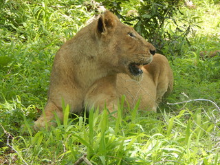 South African wildlife