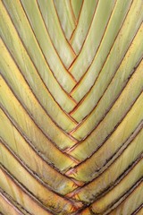 fresh green traveler palm texture - Ravenala madagascariensis
