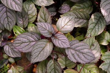 Hemigraphis alternata plant in nature garden © mansum008
