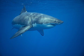 Fototapeta premium Great white shark swimming in open water