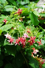 pink Combretum indicum flower in nature garden