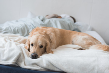 Dog lying on bed with couple