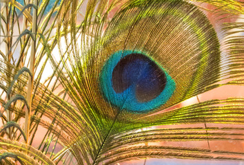 Fantasies of colors in a multitude of tones and compositions Various intertwined and diverse sets of peacock feathers