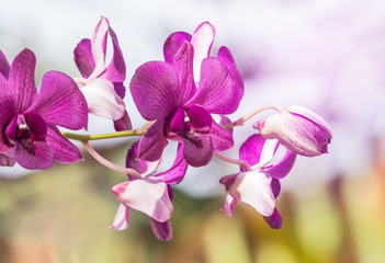 Fototapeta na wymiar close up pink orchids tropical flowers blooming growth in garden selective focus 