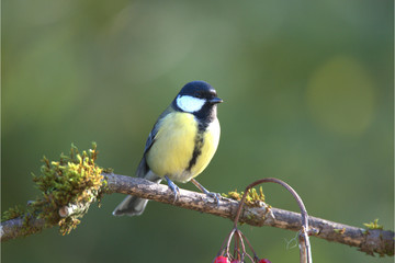Obraz premium Kohlmeise auf Ast