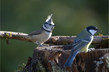 Haubenmeise auf Baumstam