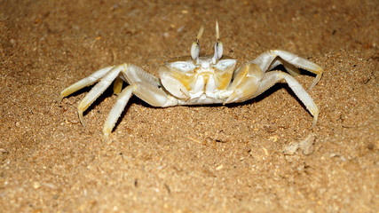 Krabbe
