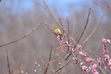 メジロと梅の花