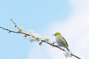 メジロと梅の花