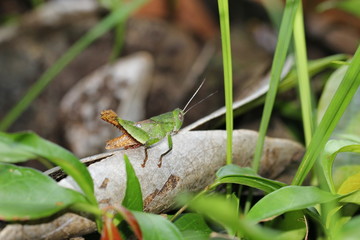 grasshopper