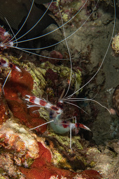 Boxer shrimp in the Red Sea