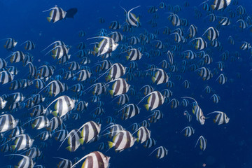 School of bannerfish in the Red Sea